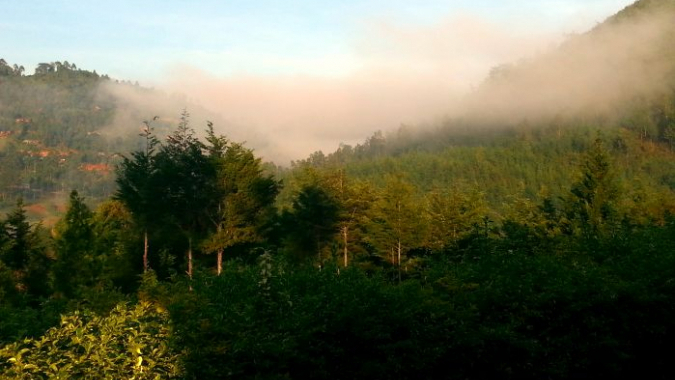 Klimaschutz durch Bäumepflanzen im Süd-Kivu / DR Kongo
