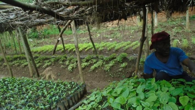 Klimaschutz durch Bäumepflanzen im Süd-Kivu / DR Kongo
