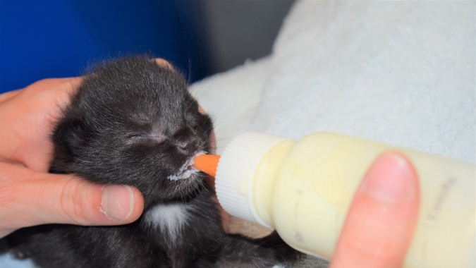 Rette ein Tierkind