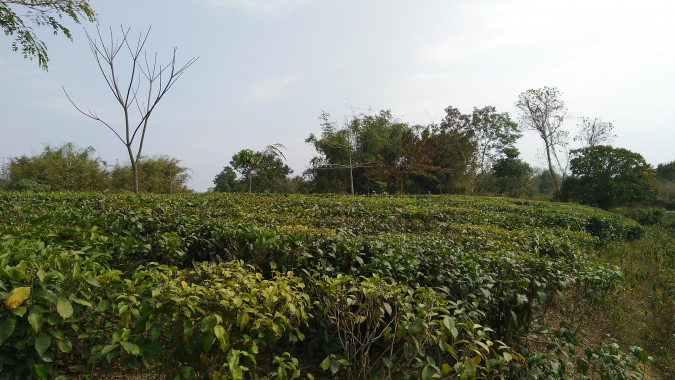 Aufforstung in Assam